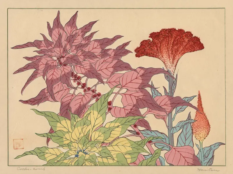 Celosie, Sakai Hōitsu