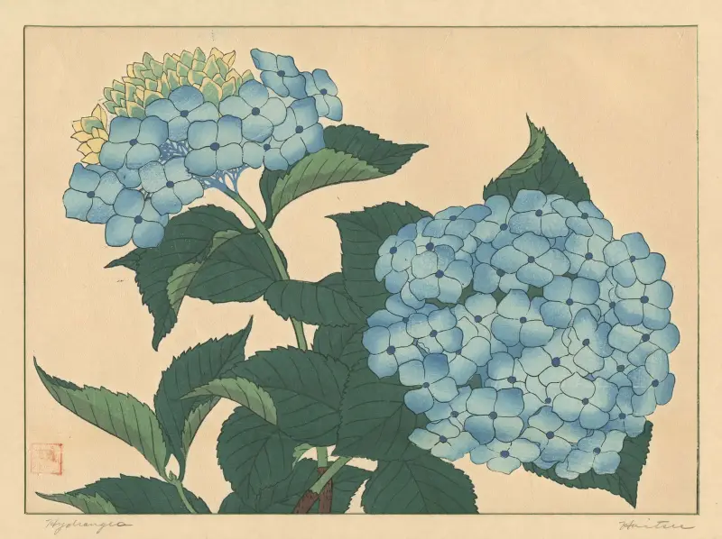 Hortenzia, Sakai Hōitsu