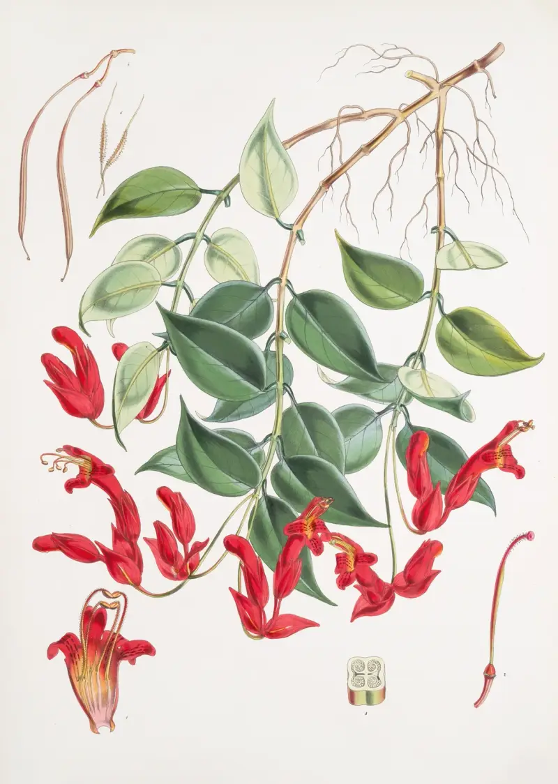 Aeschynanthus Peelii, H.f. & T. von Walter Hood Fitch