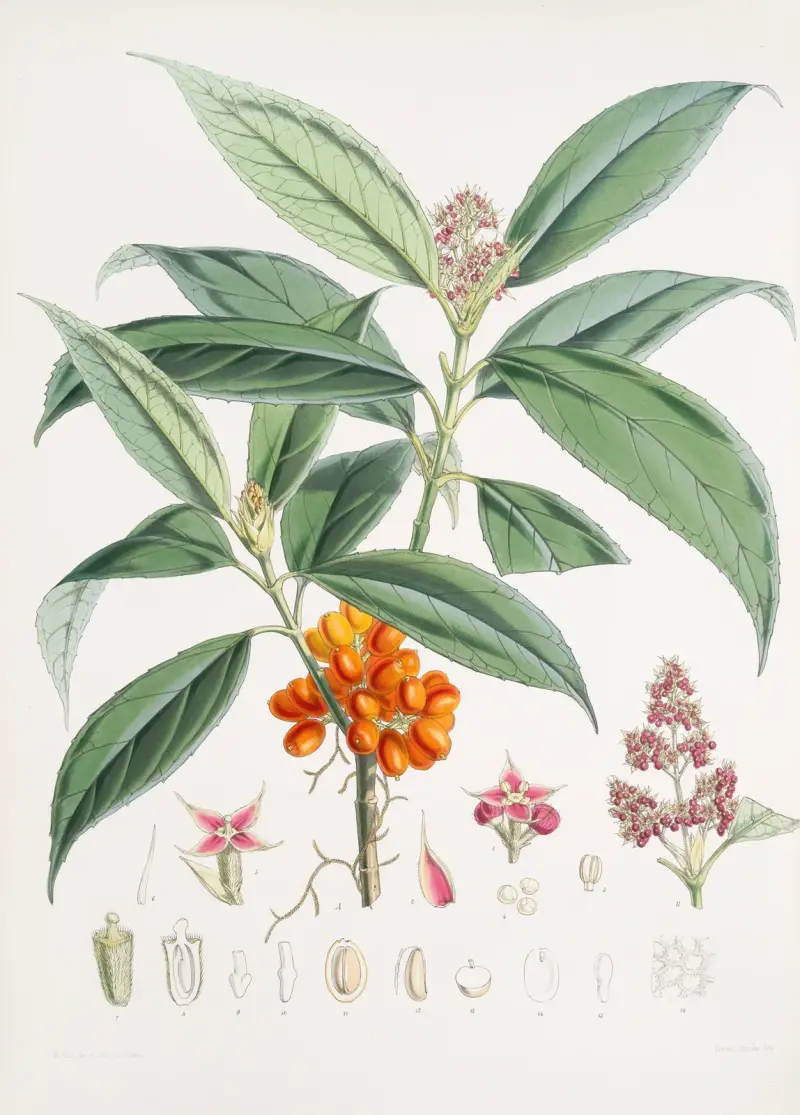 Aucuba Himalaica, H.f. et T. av Walter Hood Fitch