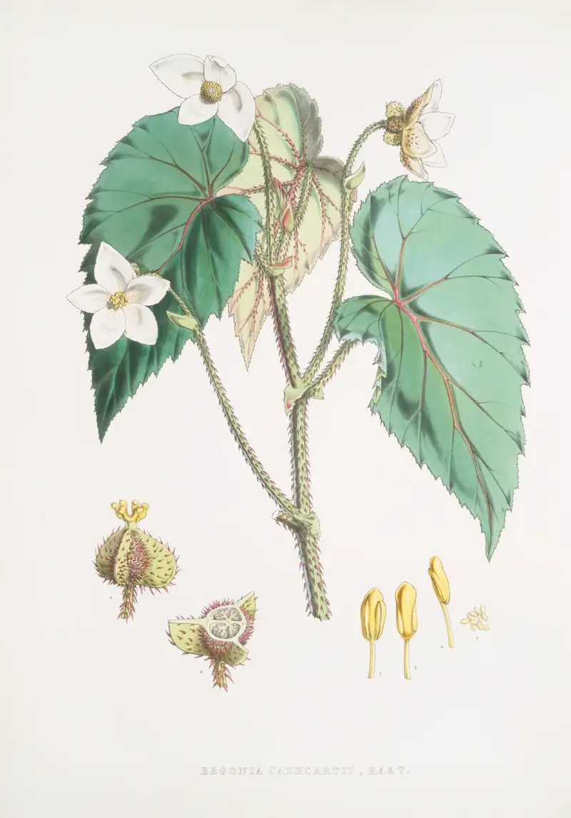 Begonia Cathcartii, H. f. et T. av Walter Hood Fitch