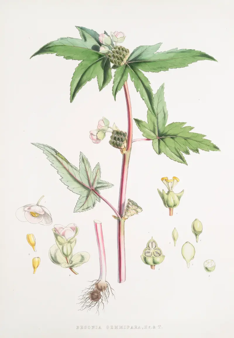 Begonia Gemmipara, H.f. et T., Walter Hood Fitch