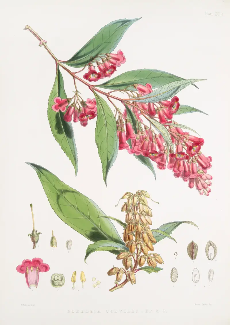 Buddleia Colvilei, H.f. & T. von Walter Hood Fitch