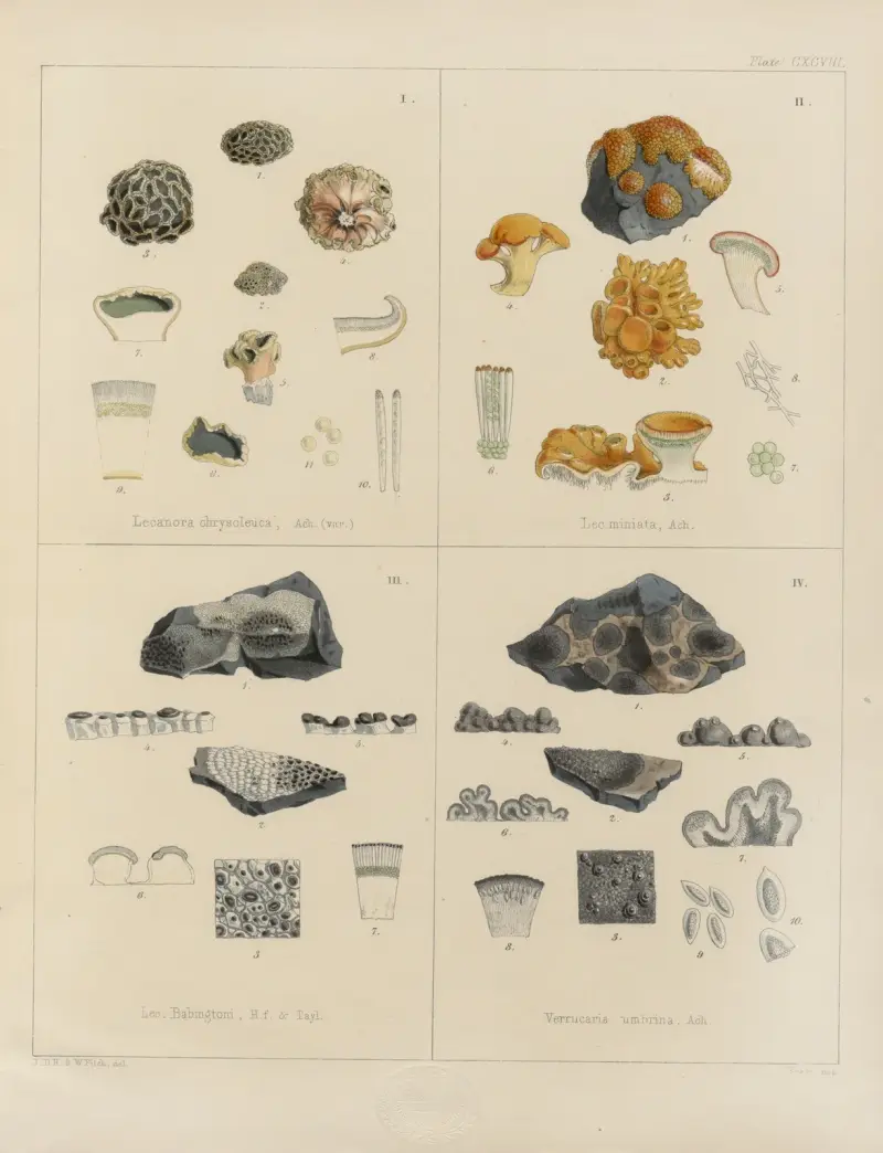 Kryptogambotanik från Antarktisexpeditionen med H.M. Discovery-fartygen Erebus och Terror 1839, pl. 68 av Walter Hood Fitch