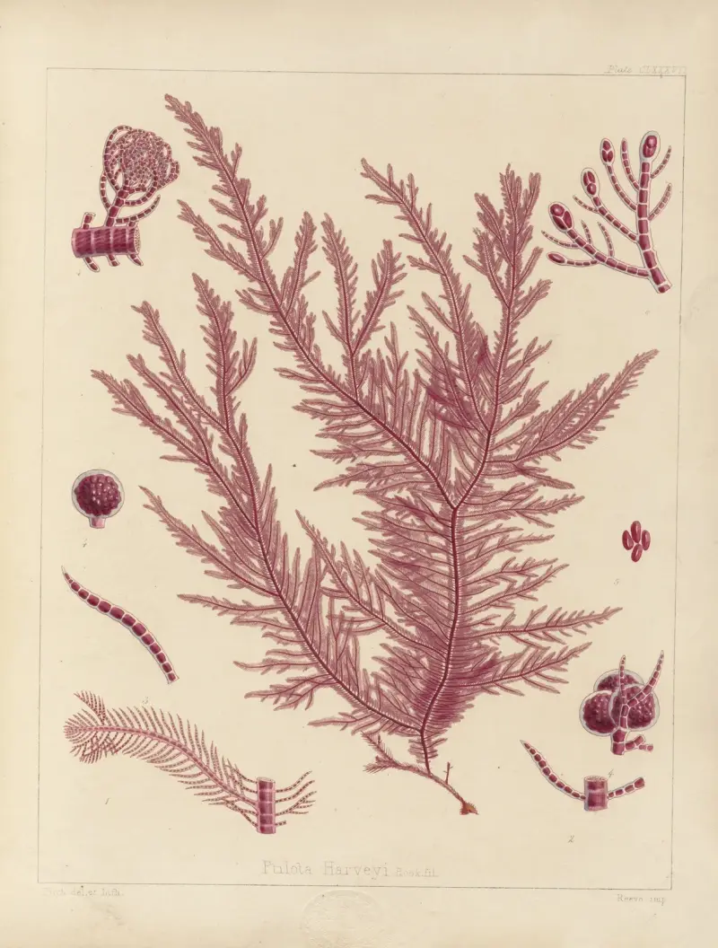 Kryptogamische Botanik der Antarktis-Expedition der H.M. Discovery Schiffe Erebus und Terror in den Jahren 1839, Taf. 57 von Walter Hood Fitch