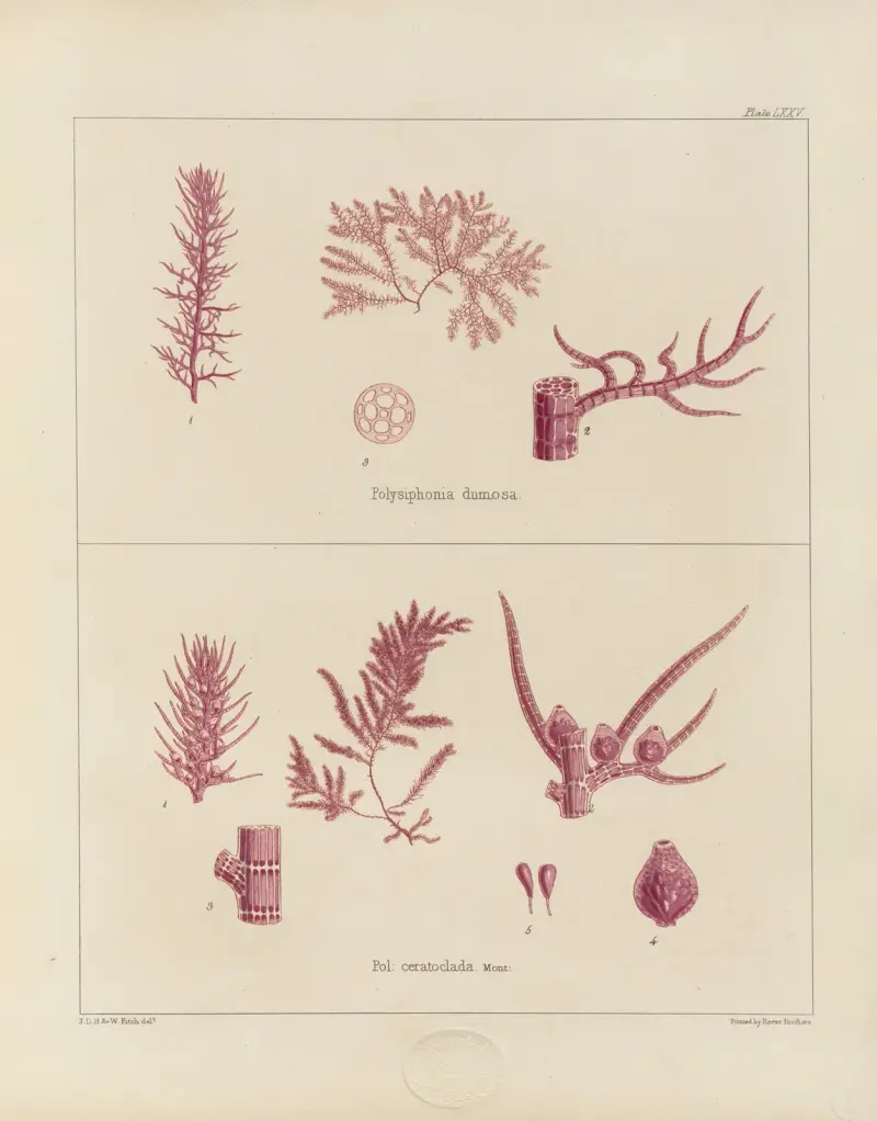 Kryptogambotanik från Antarktisexpeditionen med H.M. Discovery-fartygen Erebus och Terror 1839, pl. 19 av Walter Hood Fitch