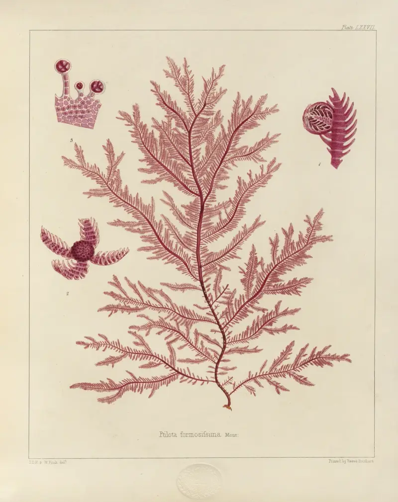 Kryptogambotanik från Antarktisexpeditionen med H.M. Discovery-fartygen Erebus och Terror 1839, pl. 21 av Walter Hood Fitch