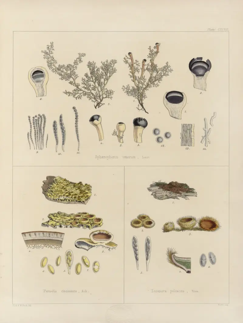 Kryptogamische Botanik der Antarktisreise der H.M. Discovery Schiffe Erebus und Terror in den Jahren 1839 Taf. 67 von Walter Hood Fitch