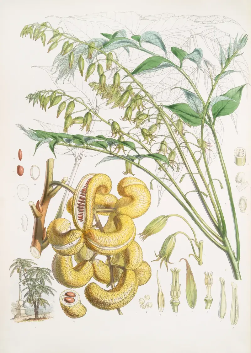Decaisnea Insignis, H.f. et T. av Walter Hood Fitch