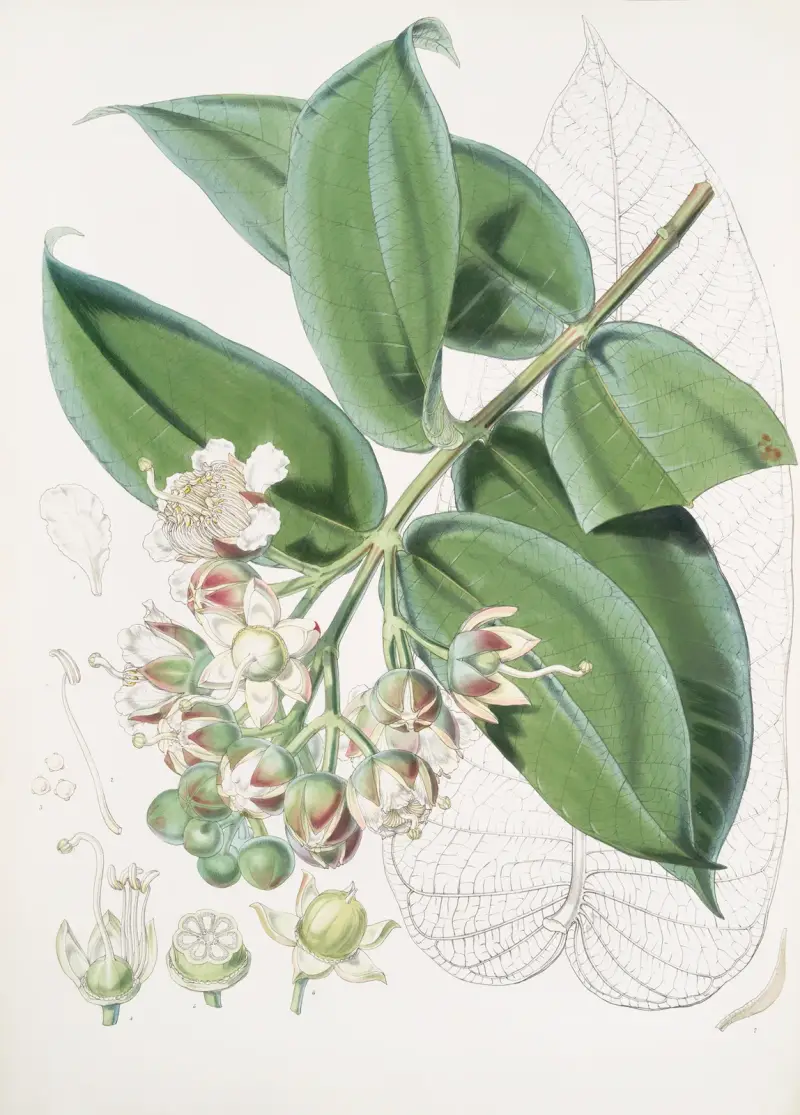 Duabanga Sonneratioides, Ham. von Walter Hood Fitch