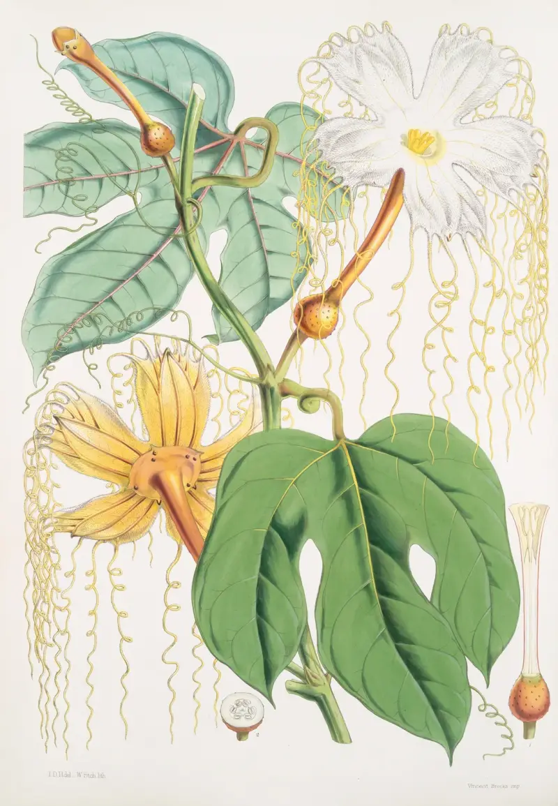 Hodgsonia Heteroclita, Hook. fil. et Thoms. (Honplanta), 1855 – nr 2 av Walter Hood Fitch