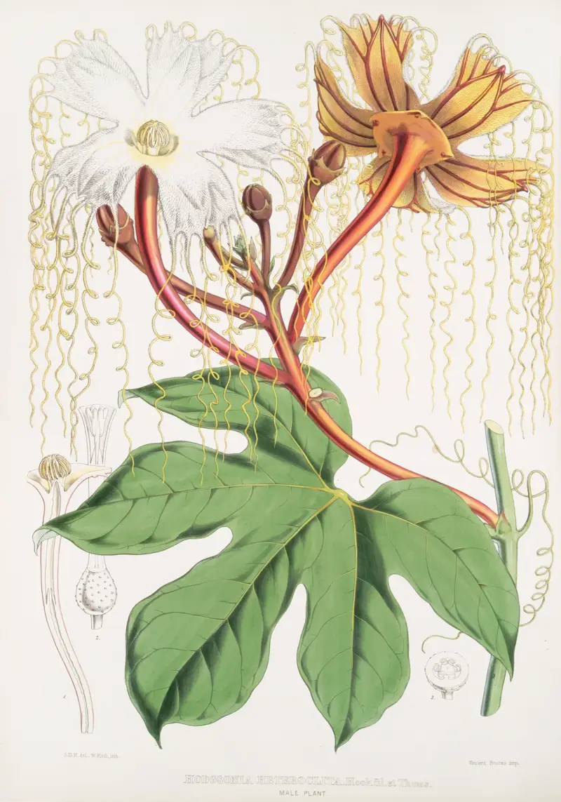 Hodgsonia Heteroclita, Hook. fil. et Thoms. (Hanplanta), 1855 – nr 1 av Walter Hood Fitch