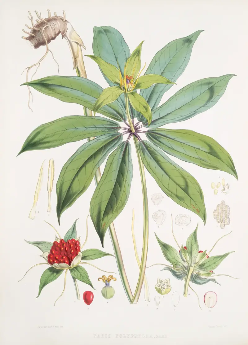 Paris Polyphylla, Smit., Walter Hood Fitch