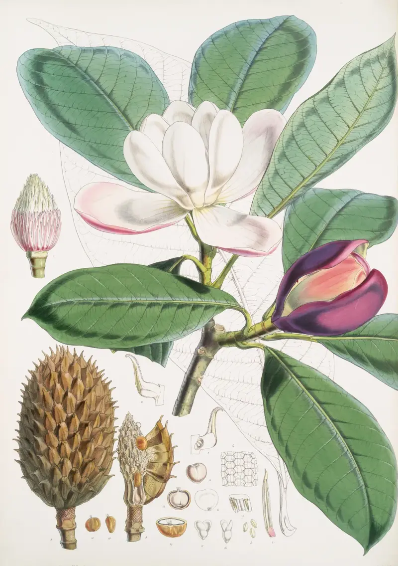 Talauma Hodgsoni, H.f. et T. av Walter Hood Fitch