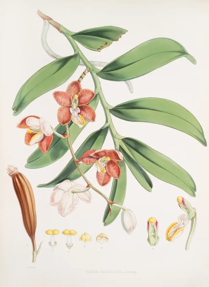 Vanda Cathcarti, Lindley. av Walter Hood Fitch