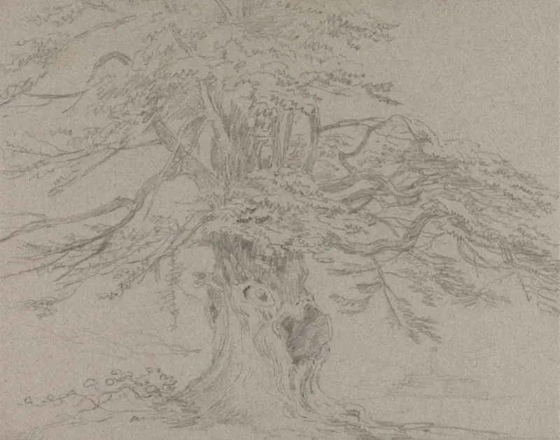 Tree Study av George Howland Beaumont