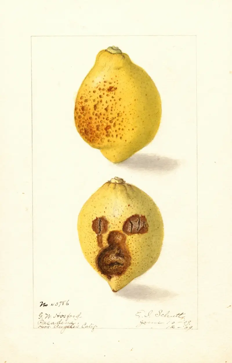 Citrus limon, 1909 von Ellen Isham Schutt