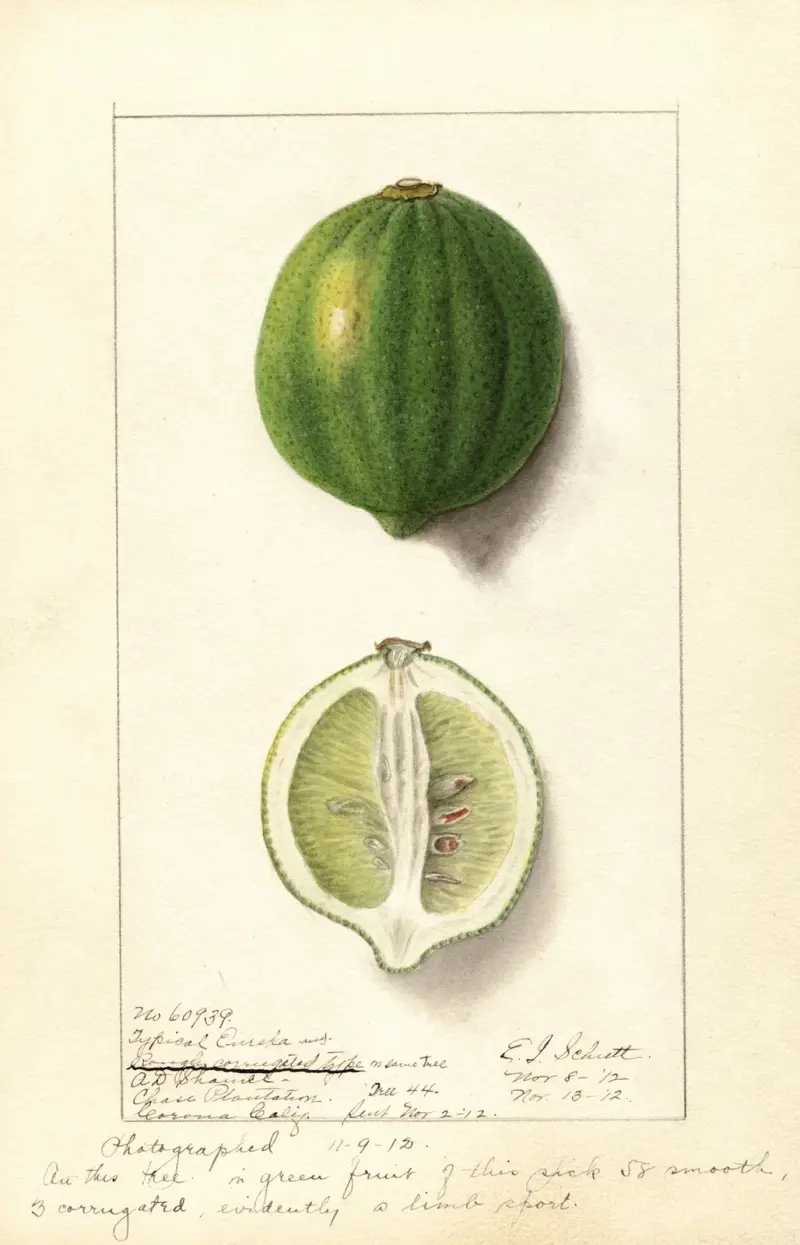 Citrus limon: Eureka, 1912 – nr 1 av Ellen Isham Schutt