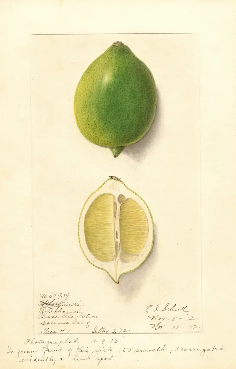 Citrus limon: Eureka, 1912 – nr 2 av Ellen Isham Schutt