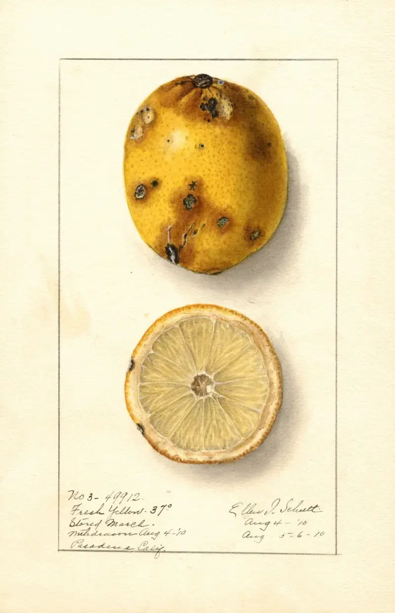 Citrus limon: Frisches Gelb von Ellen Isham Schutt