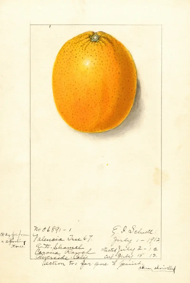 Citrus sinensis: Valencia av Ellen Isham Schutt