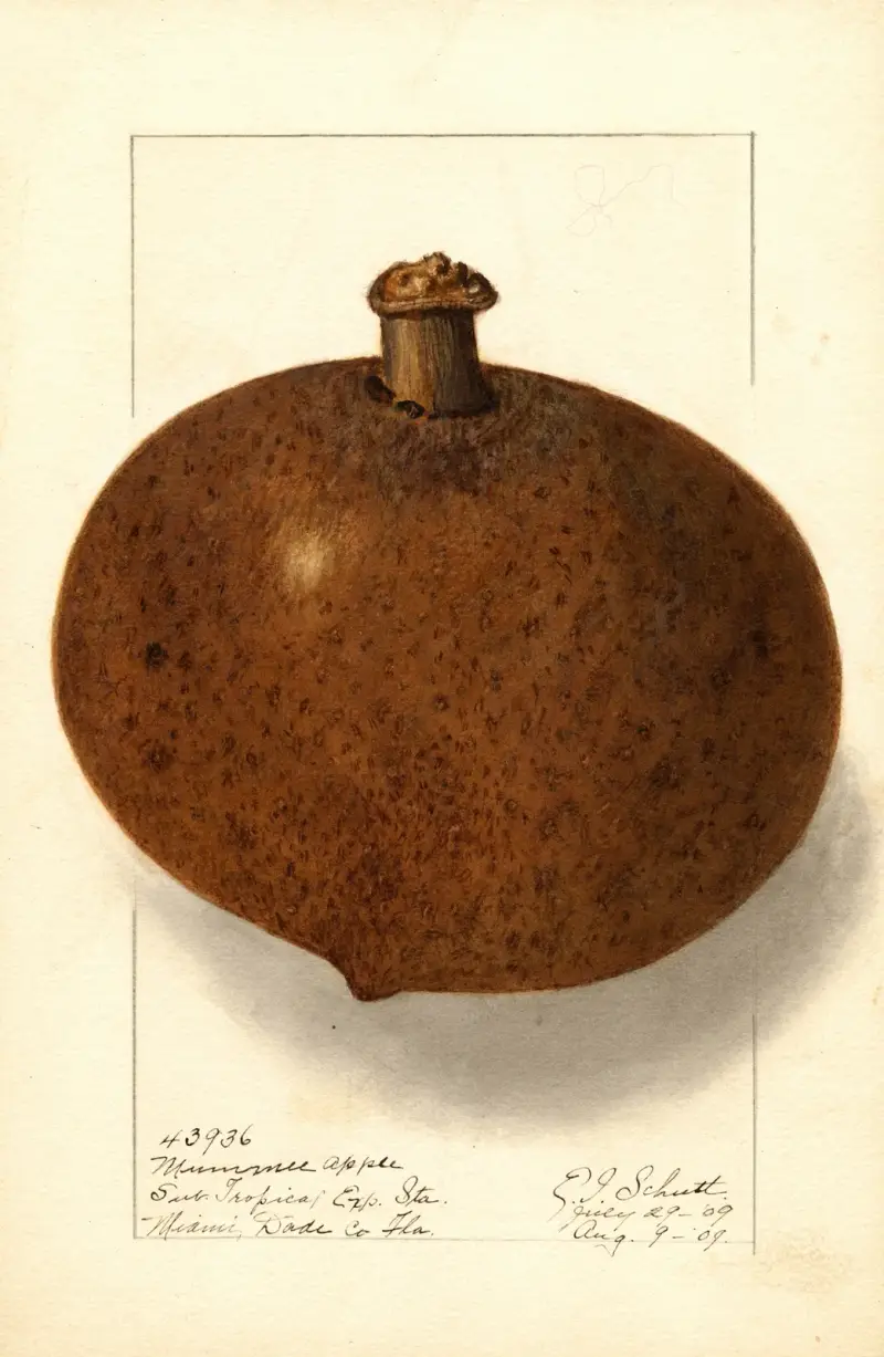 Mammea americana av Ellen Isham Schutt