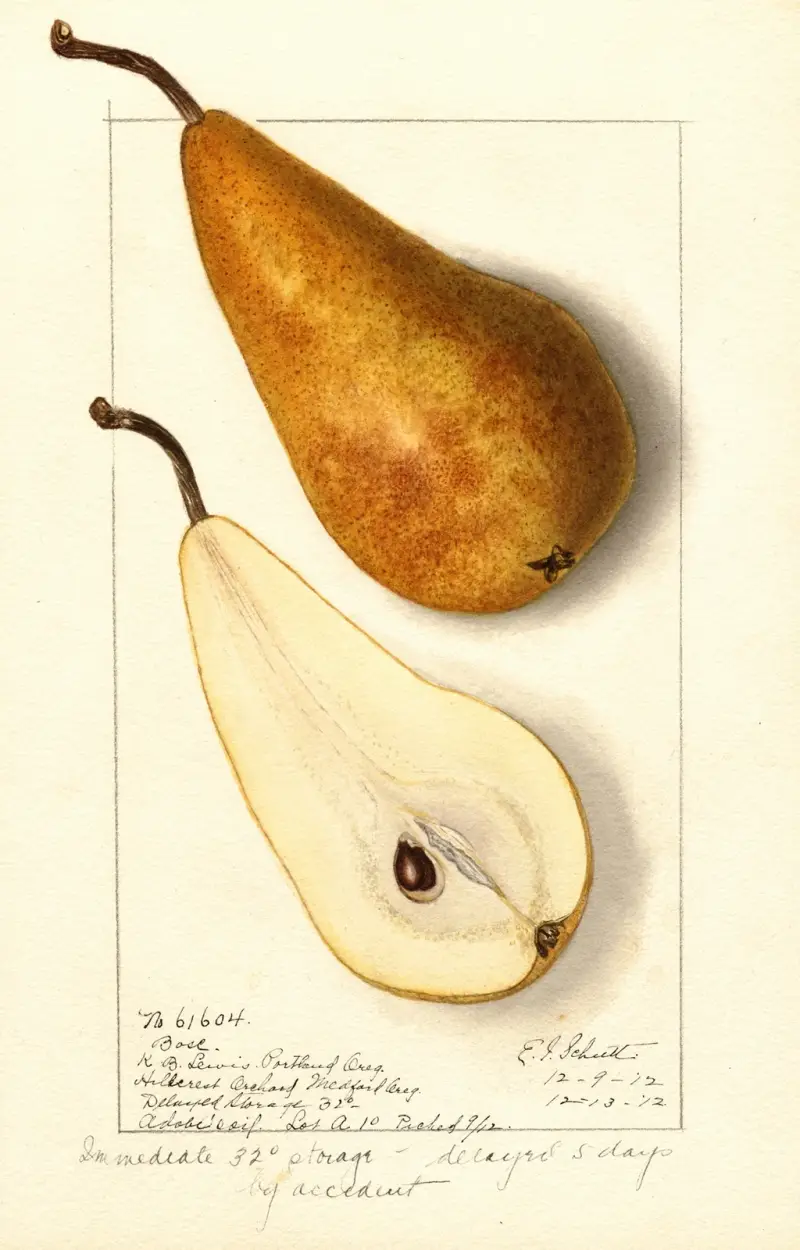 Pyrus communis: Bosc, 1912 – Nr. 2 von Ellen Isham Schutt