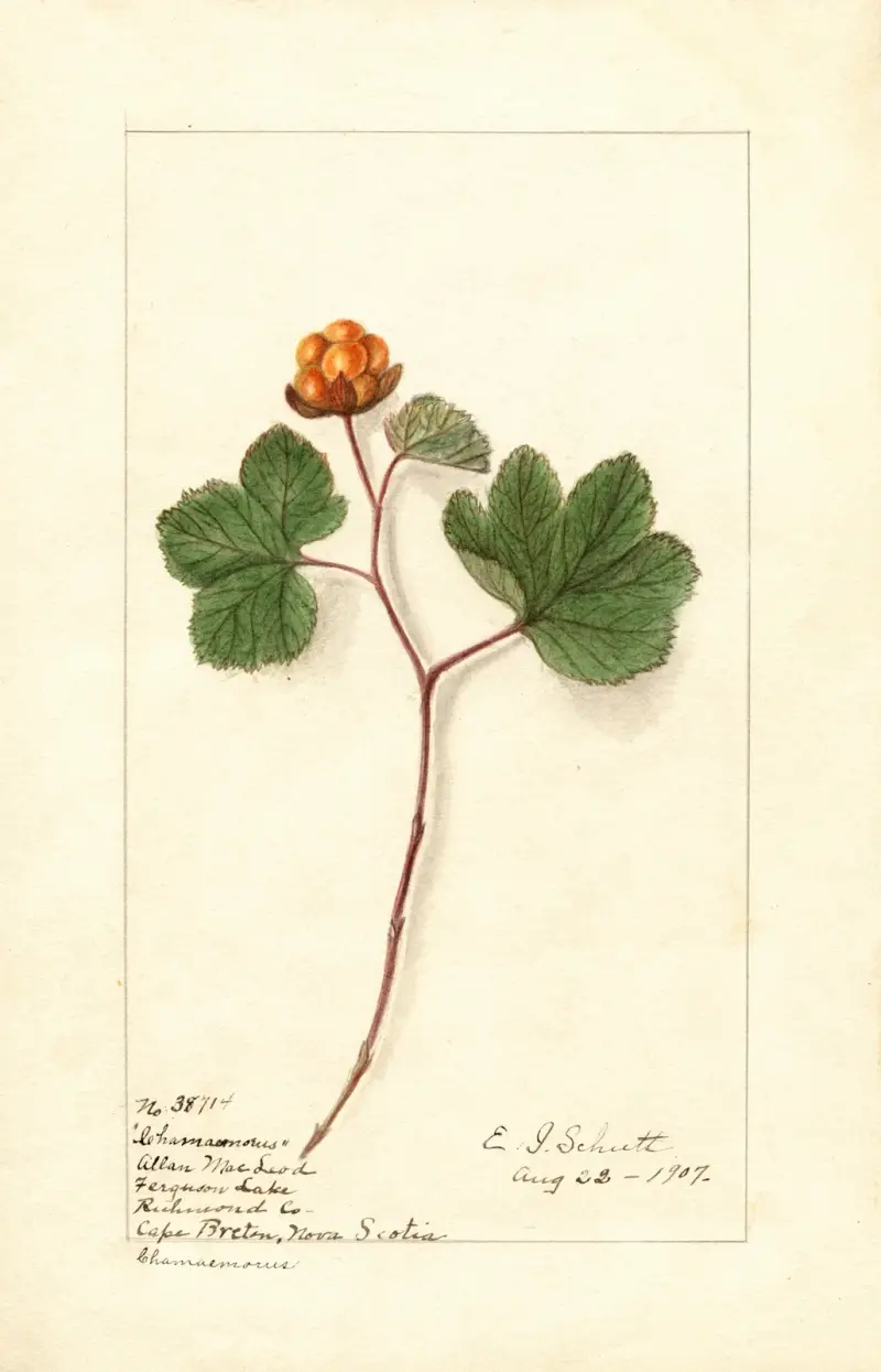 Rubus chamaemorus av Ellen Isham Schutt