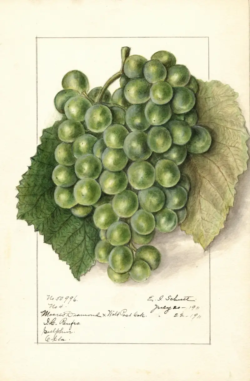 Vitis, 1911 – nr 2 av Ellen Isham Schutt