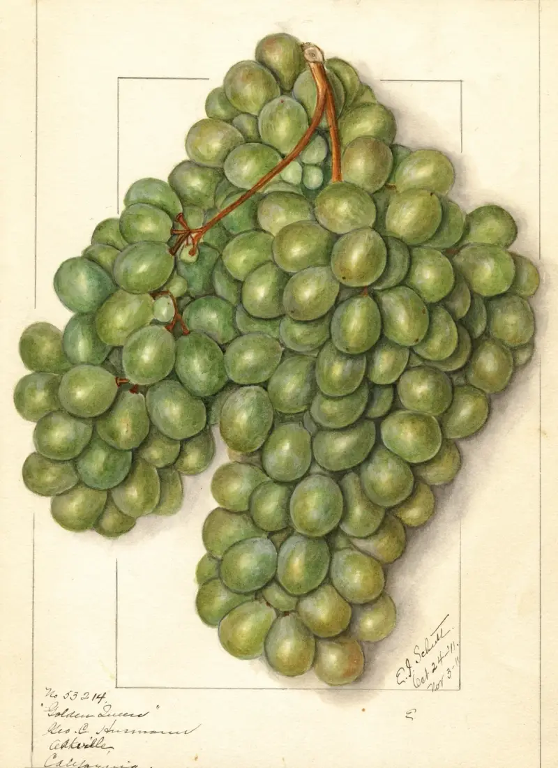 Vitis: Golden Queen av Ellen Isham Schutt