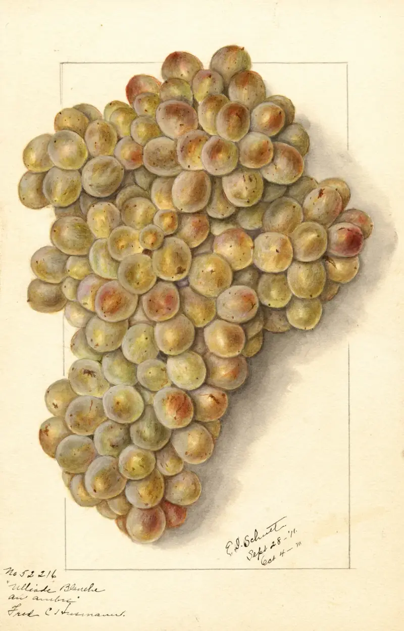 Vitis: Ulliade Blanche d’Ambre von Ellen Isham Schutt