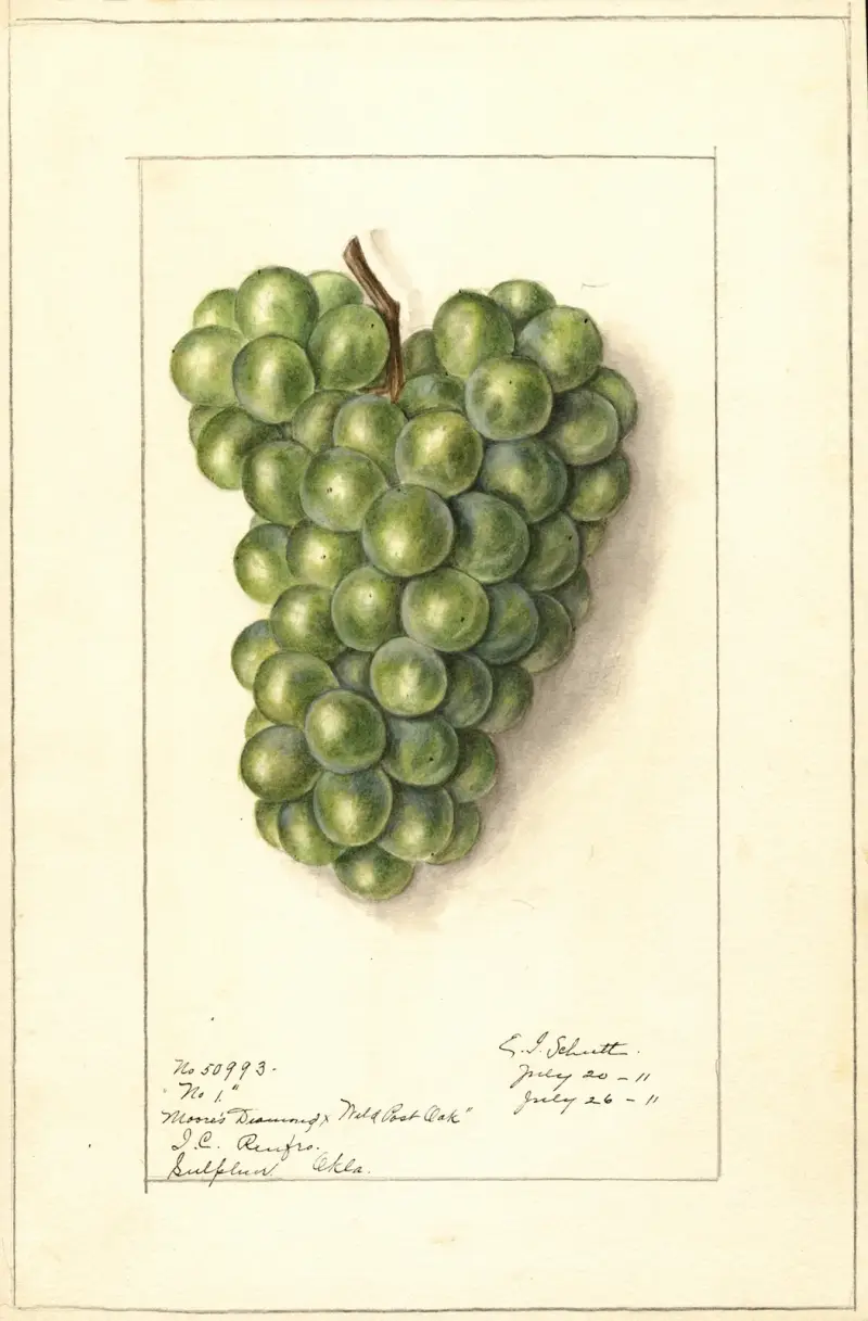 Vitis, 1911 – Nr. 1 von Ellen Isham Schutt