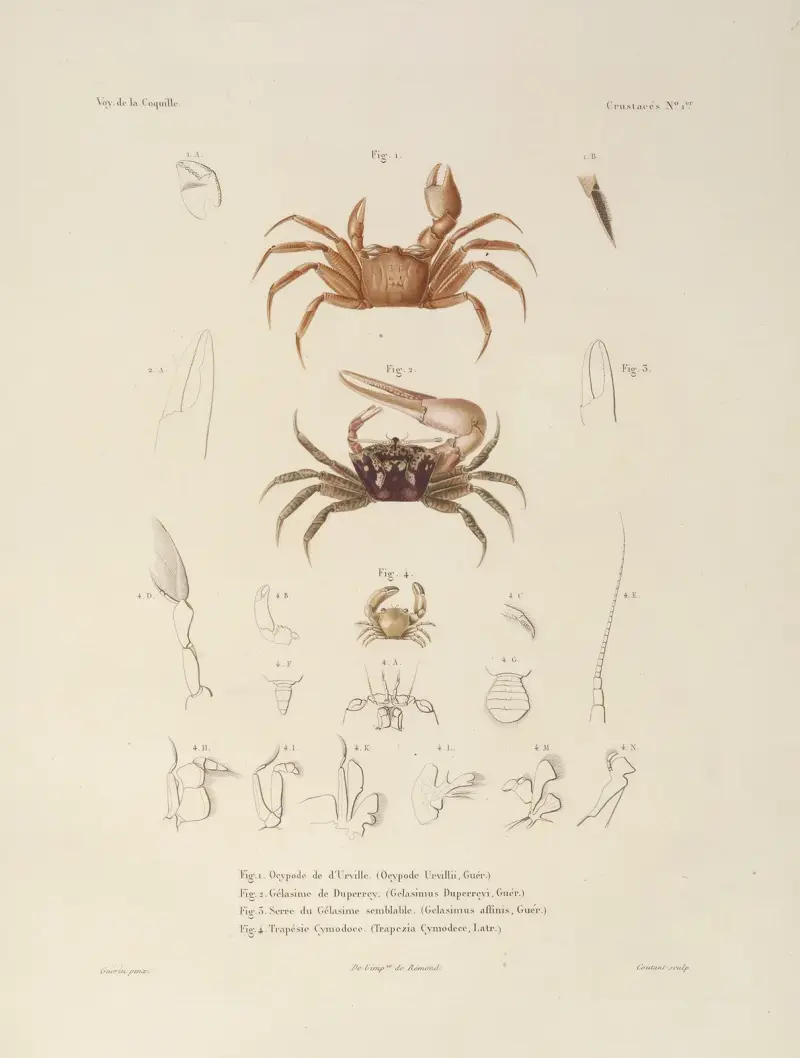 Voyage autour du monde, plansch 62 av Louis-Isidore Duperrey