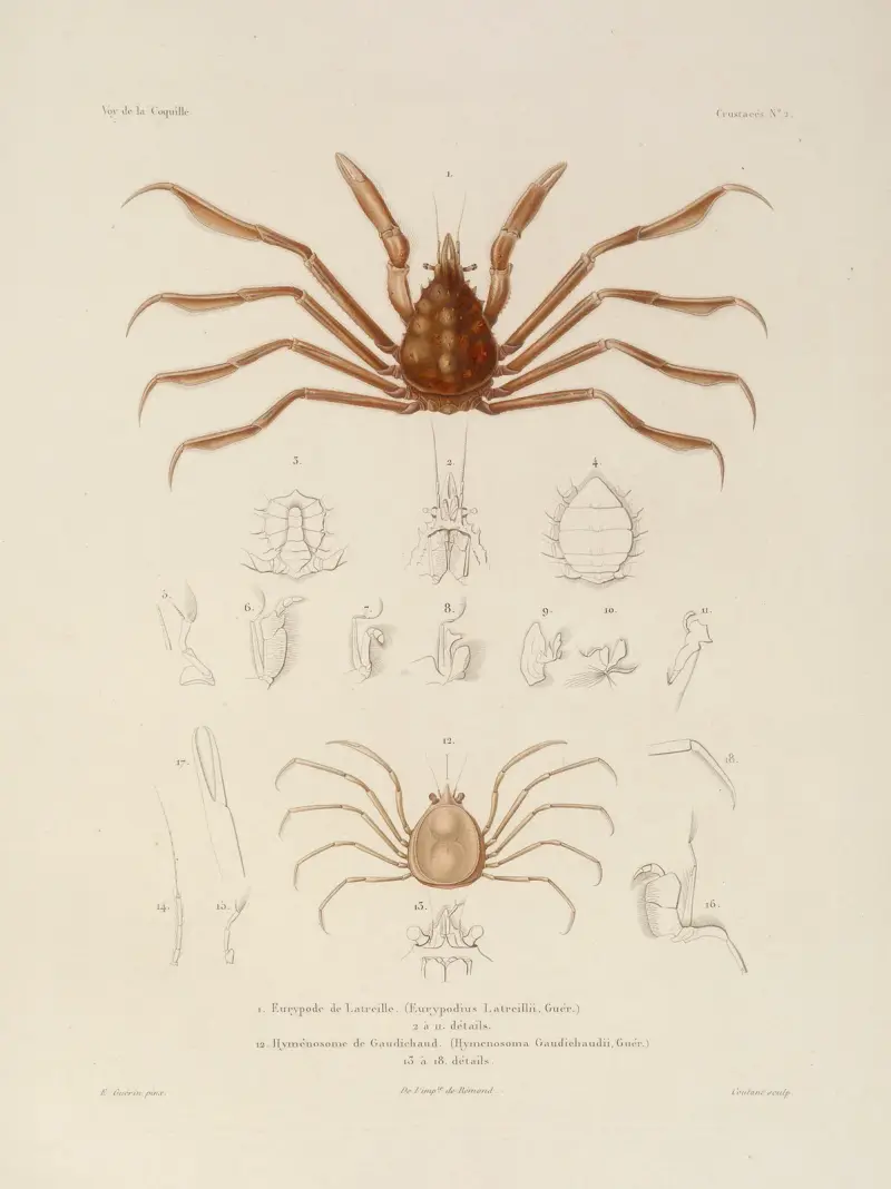 Weltreise Pl.063 von Louis-Isidore Duperrey