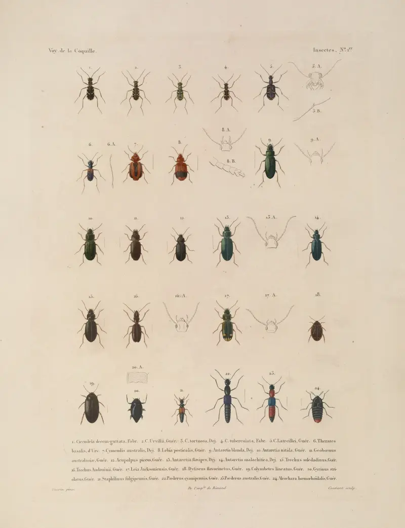 Voyage autour du monde, plansch 66 av Louis-Isidore Duperrey