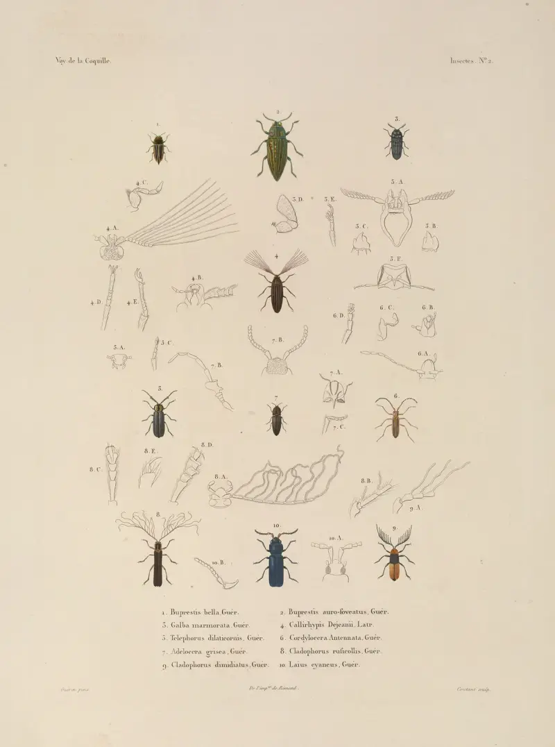 Voyage autour du monde, plansch 67 av Louis-Isidore Duperrey