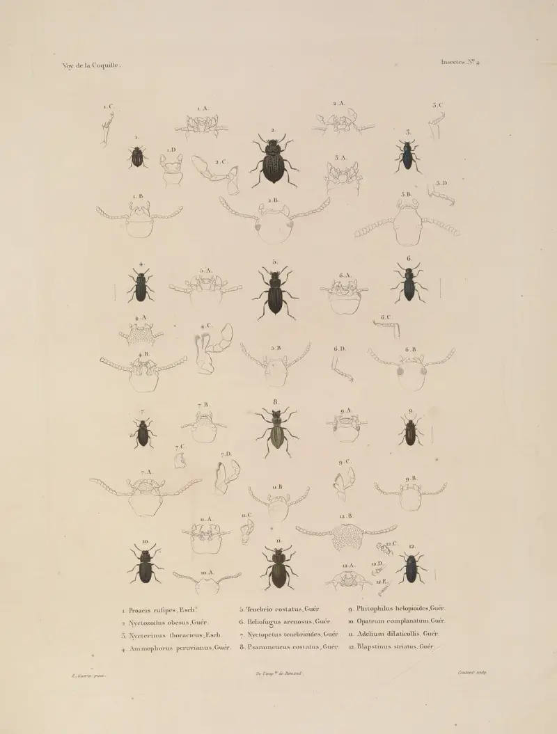 Voyage autour du monde, plansch 69 av Louis-Isidore Duperrey