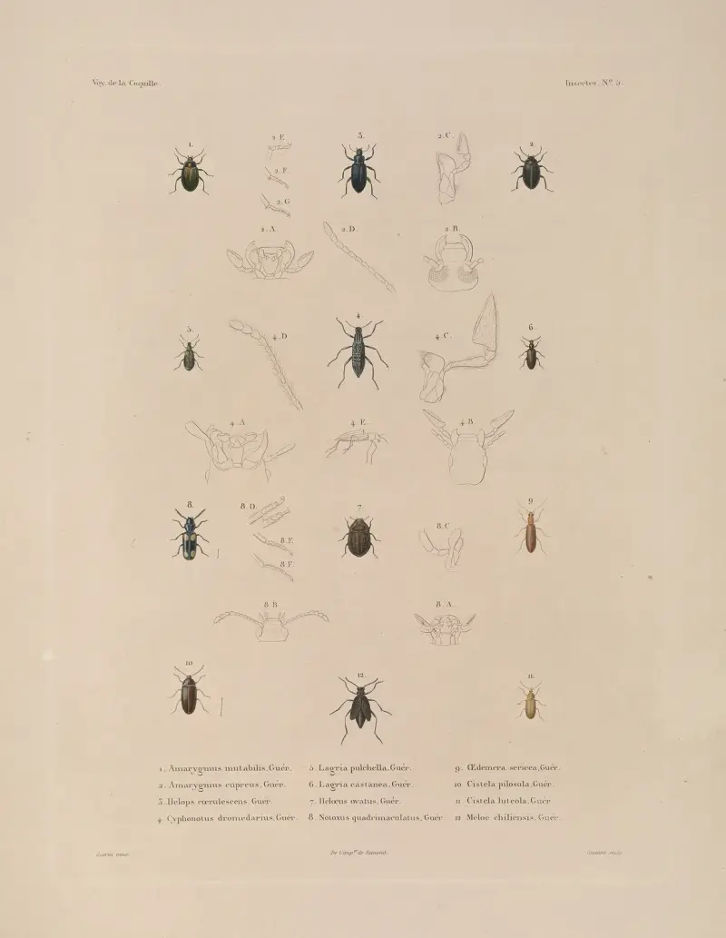 Weltumsegelung, Tafel 070 von Louis-Isidore Duperrey