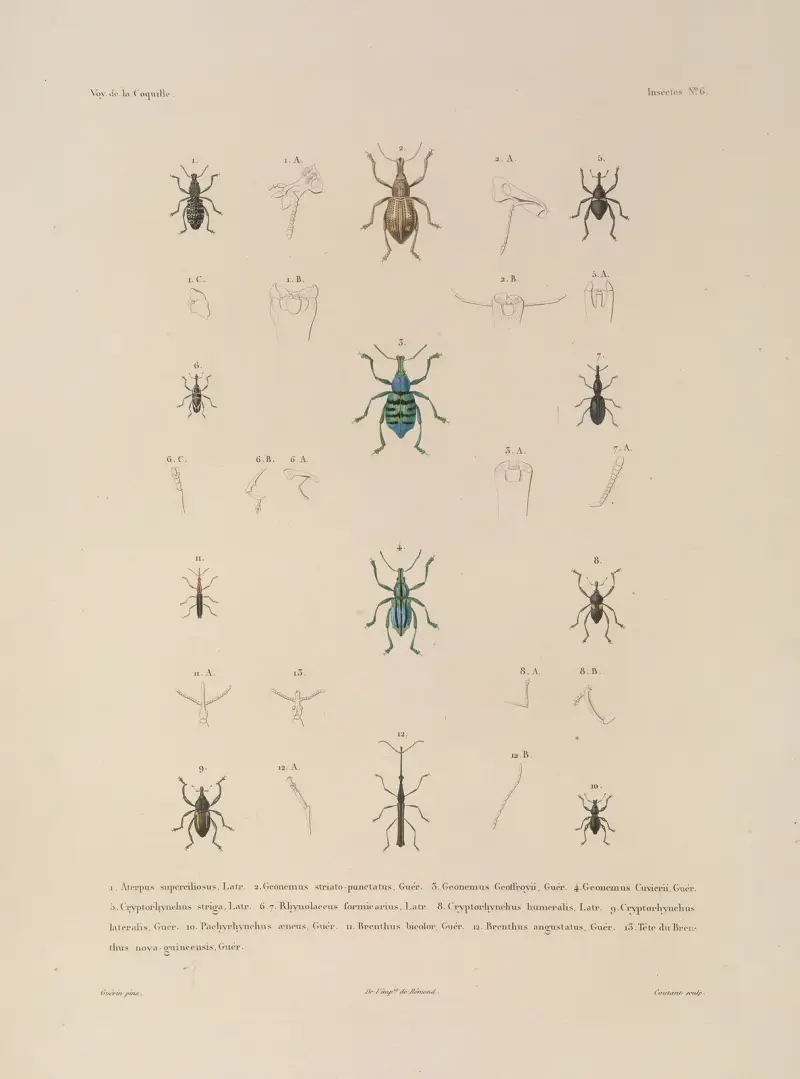 Voyage autour du monde, plansch 71 av Louis-Isidore Duperrey