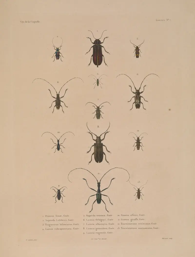 Voyage autour du monde, plansch 72 av Louis-Isidore Duperrey