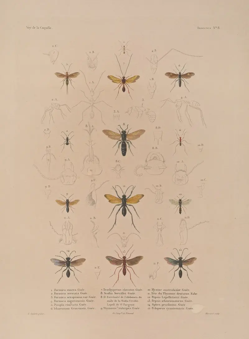Reise um die Welt, Tafel 073 von Louis-Isidore Duperrey