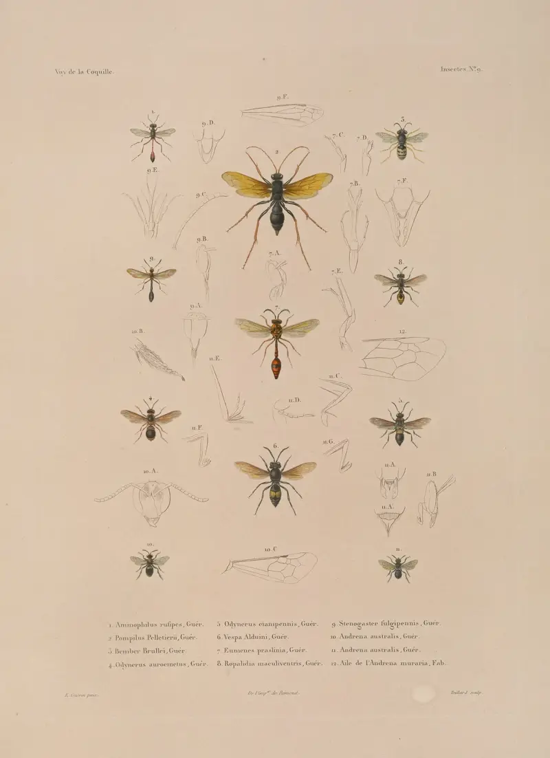 Voyage autour du monde, plansch 74 av Louis-Isidore Duperrey