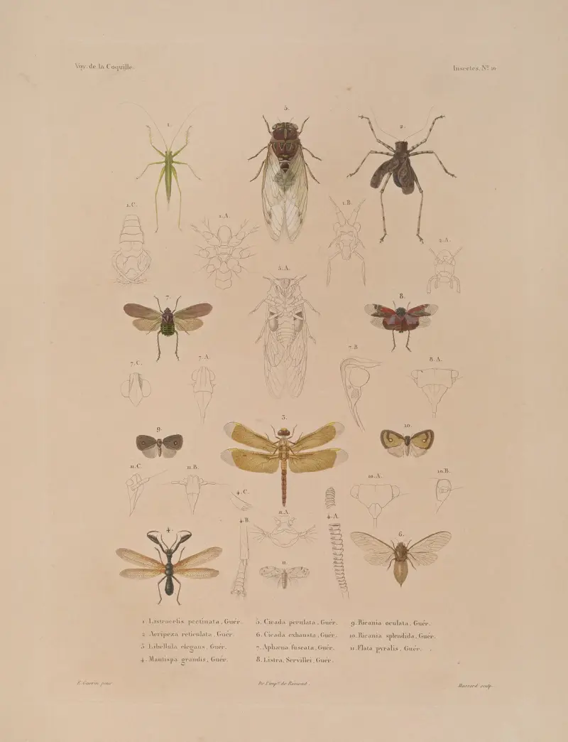 Voyage autour du monde, plansch 75 av Louis-Isidore Duperrey