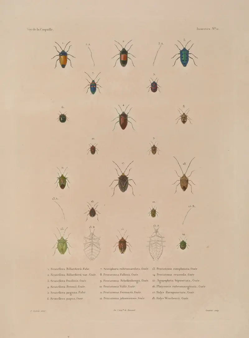 Voyage autour du monde, plansch 76 av Louis-Isidore Duperrey