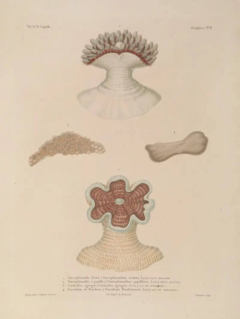 Voyage autour du monde, plansch 95 av Louis-Isidore Duperrey