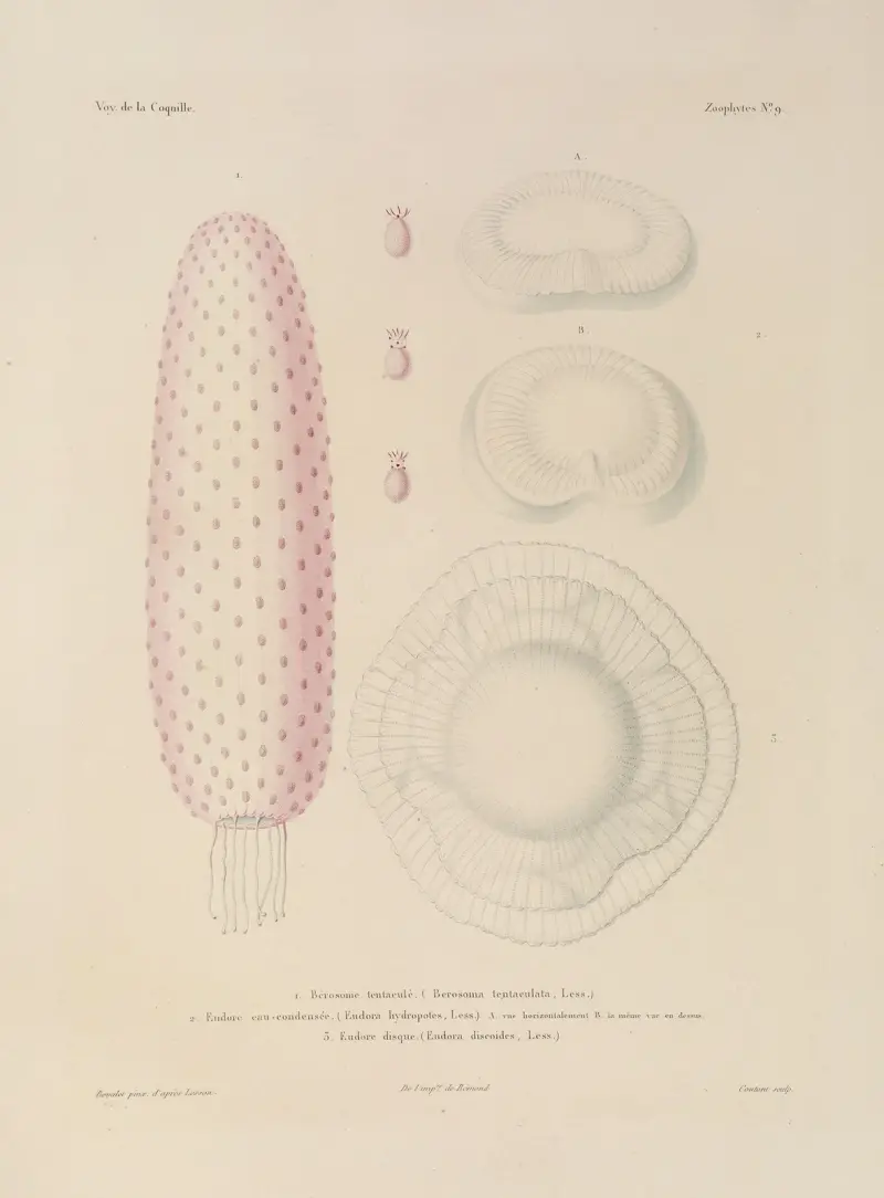 Voyage autour du monde, plansch 96 av Louis-Isidore Duperrey