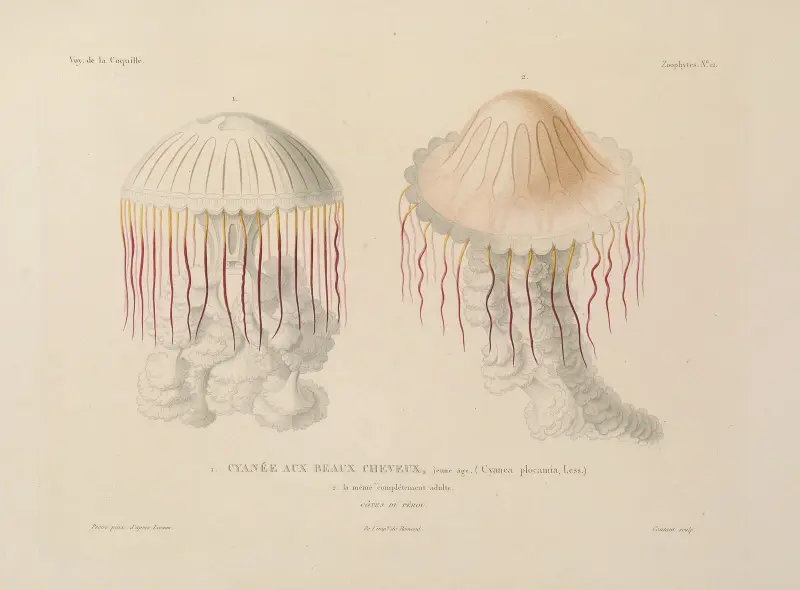 Voyage autour du monde, plansch 99 av Louis-Isidore Duperrey