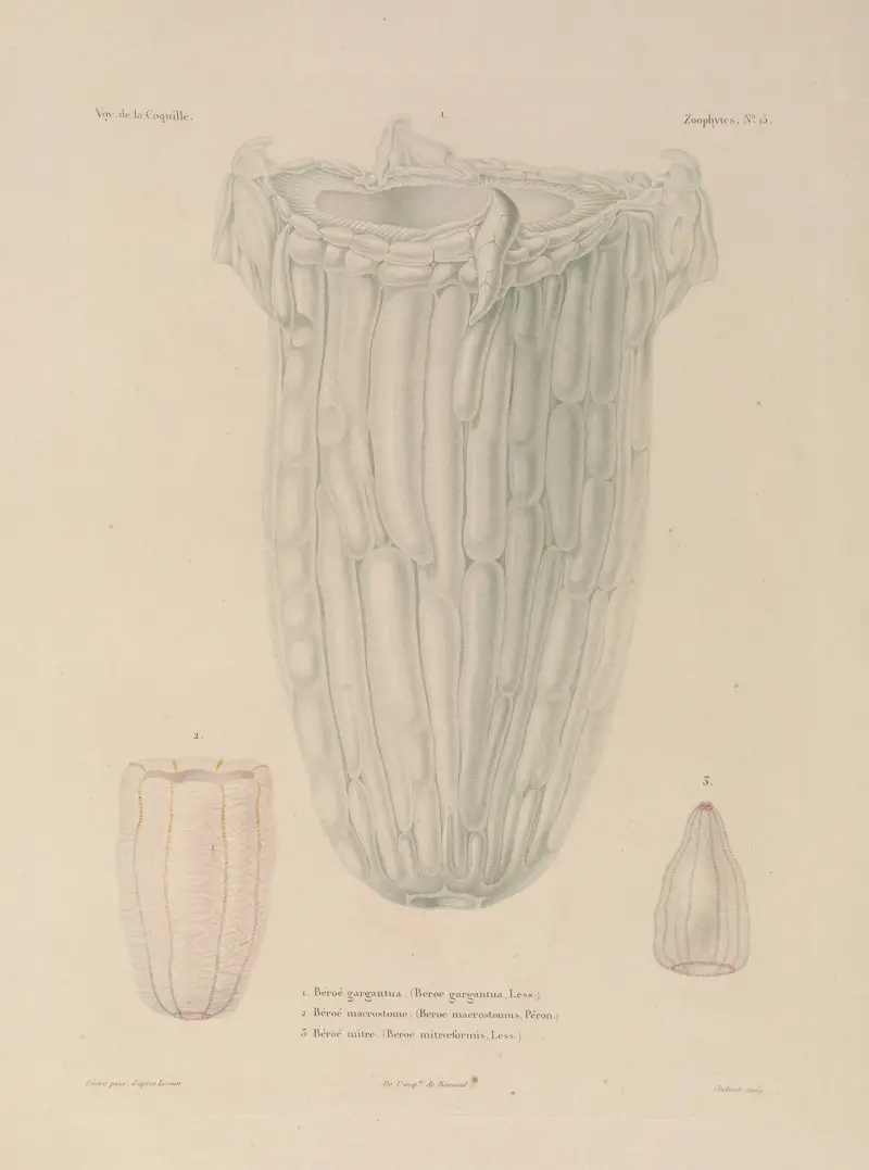 Voyage autour du monde, plansch 102 av Louis-Isidore Duperrey