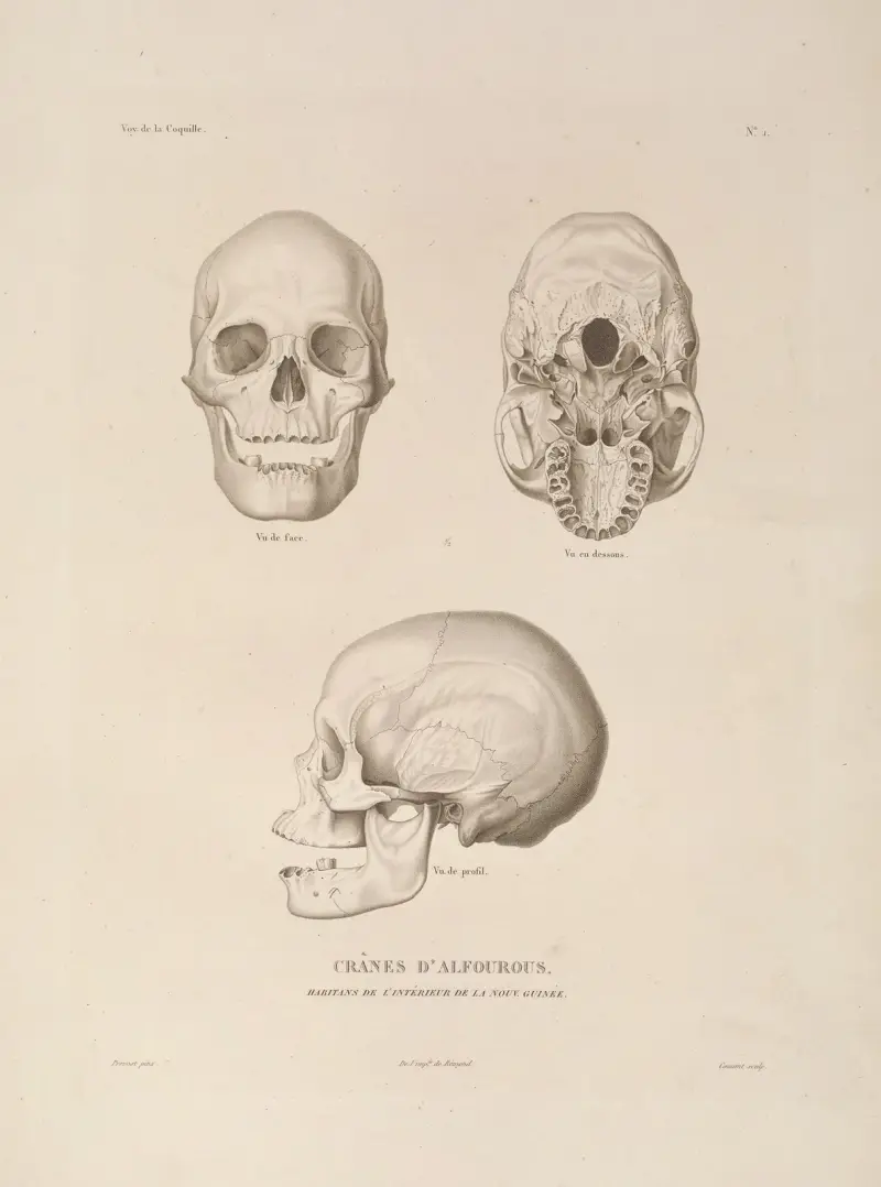 Voyage autour du monde, plansch 104 av Louis-Isidore Duperrey