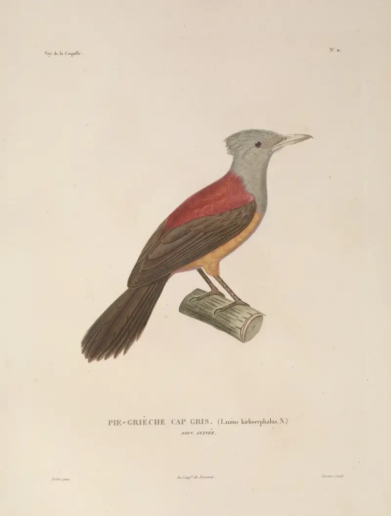 Voyage autour du monde, plansch 114 av Louis-Isidore Duperrey